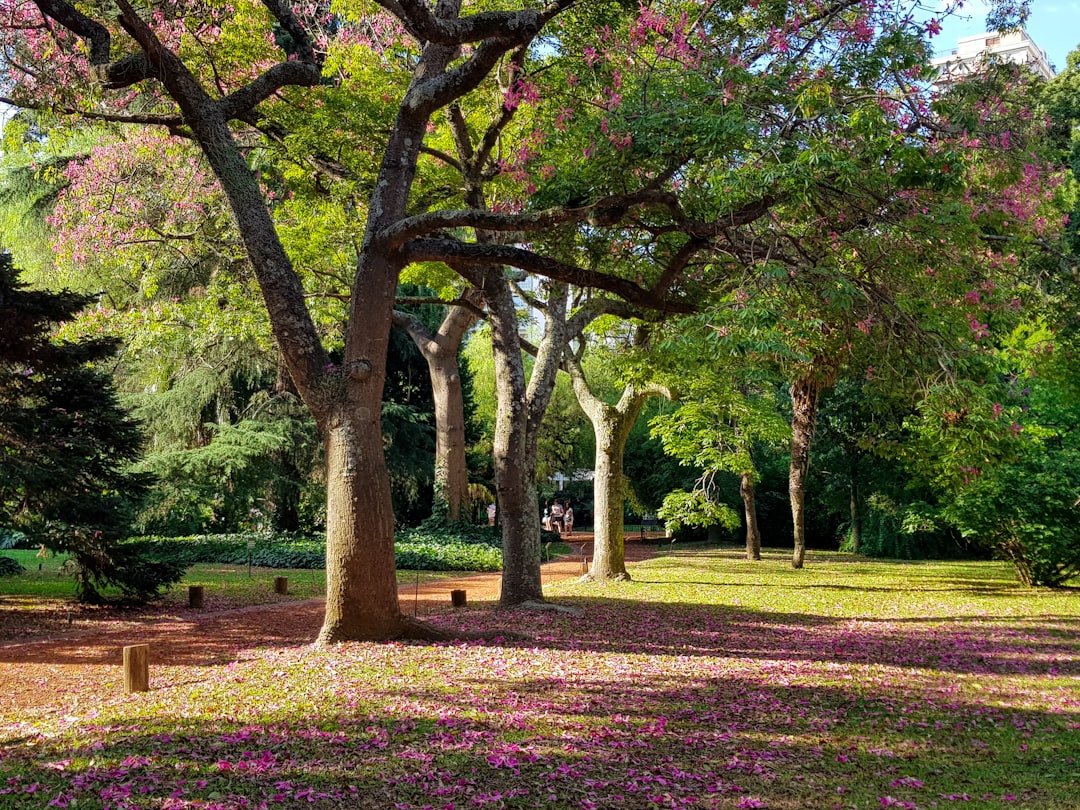 green and brown trees on green grass field during daytime