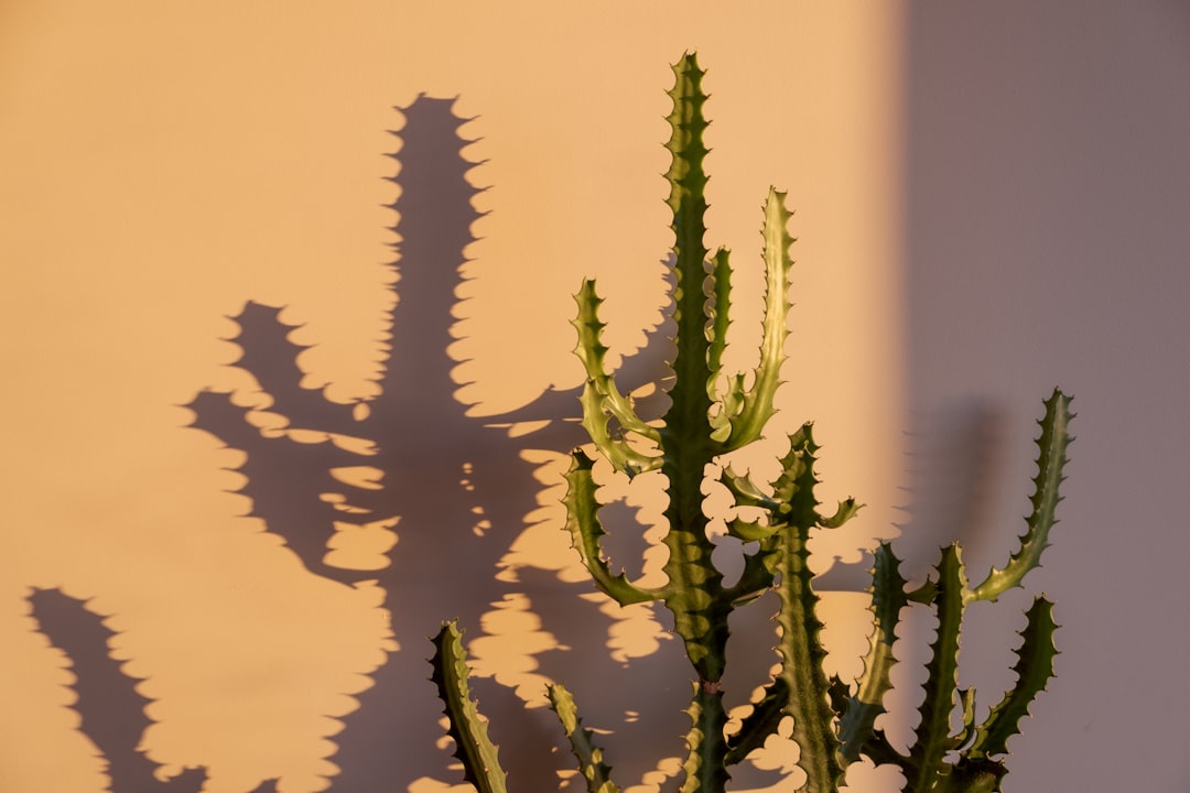 green plant on yellow background