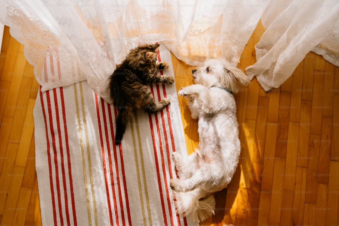 Maltese dog and little kitten lying side by side on the floor