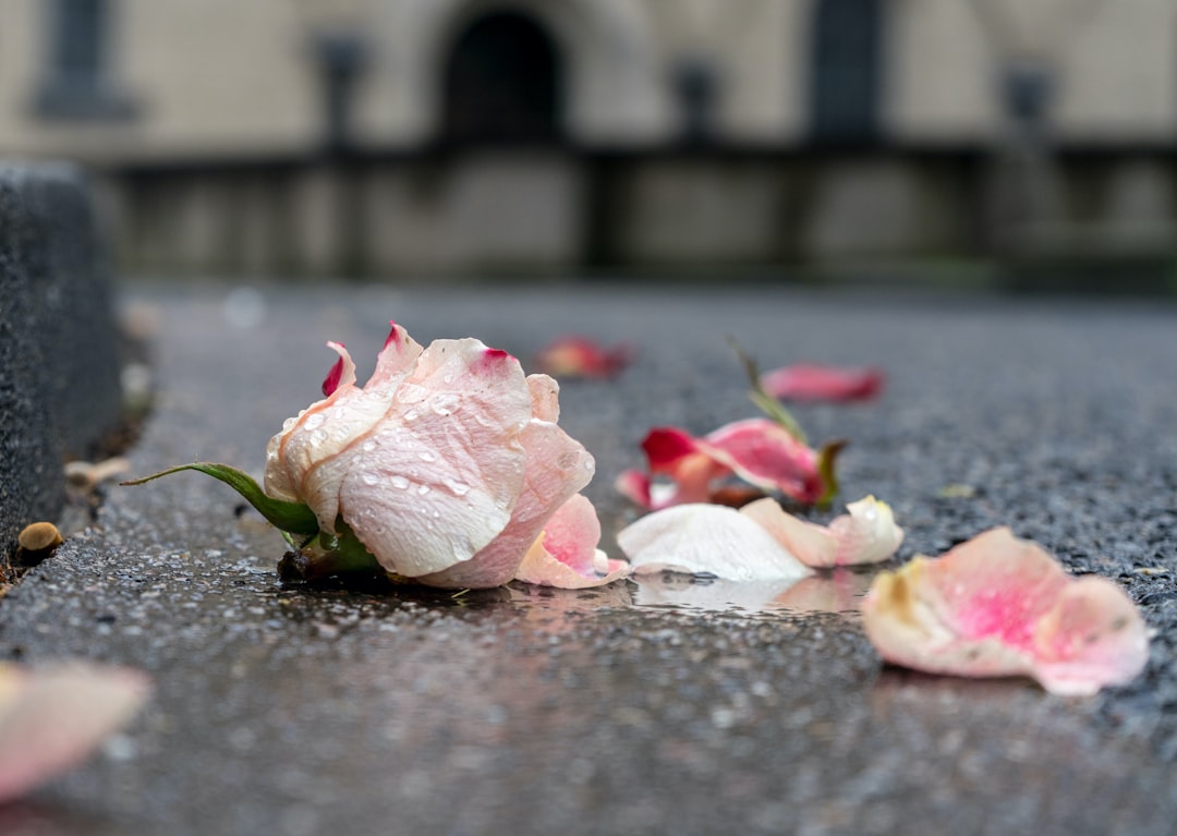 pink and white petals on ground