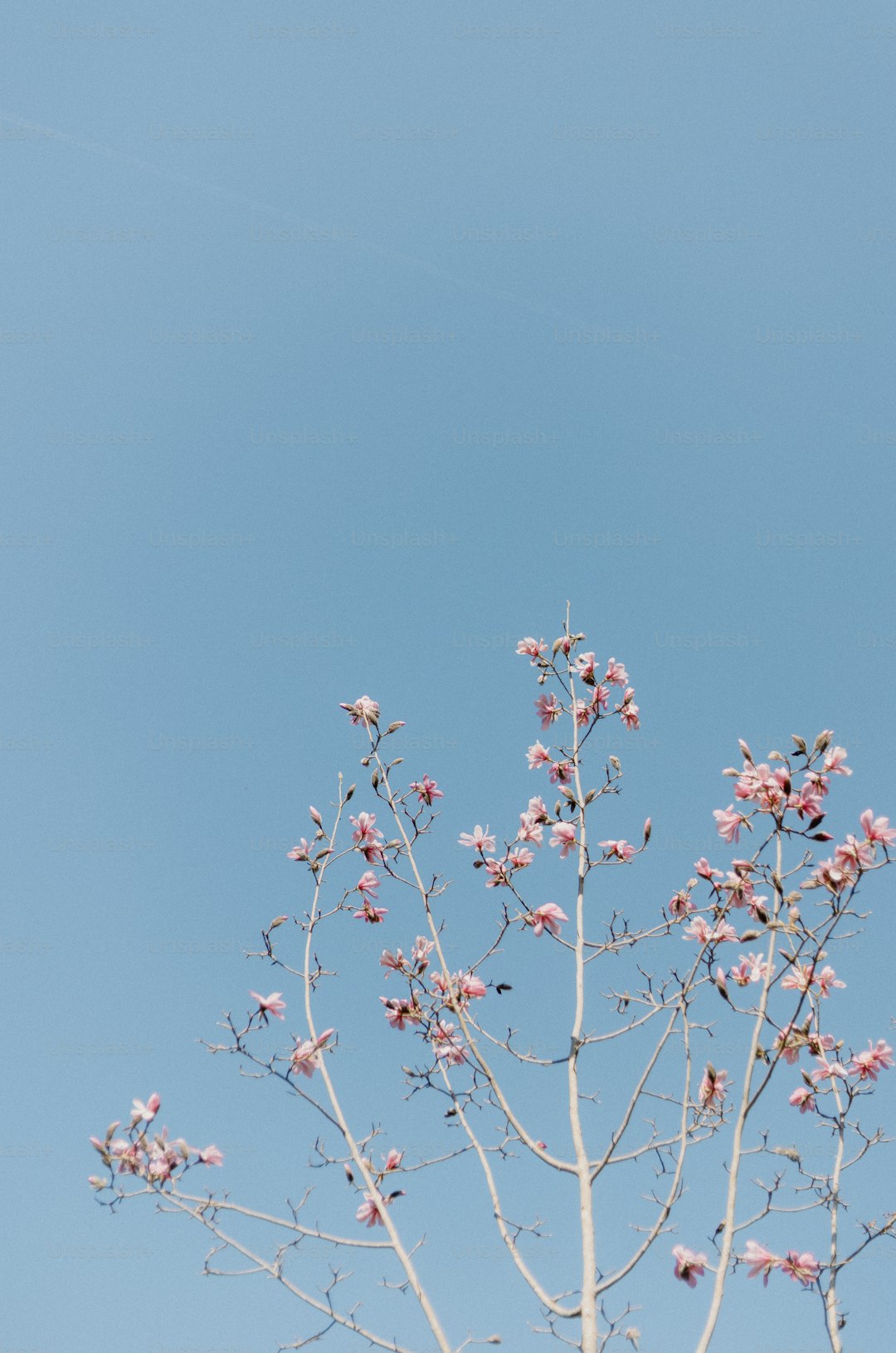 Pink flowers bloom against a bright blue sky.