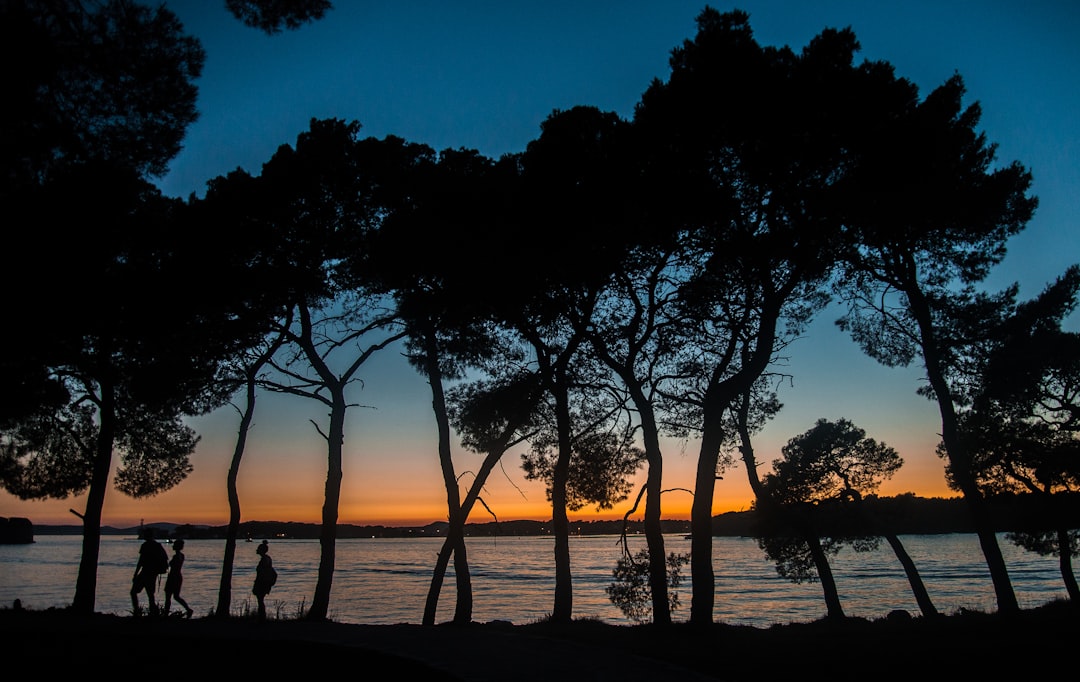 silhouette view of people walking along the beach beside trees