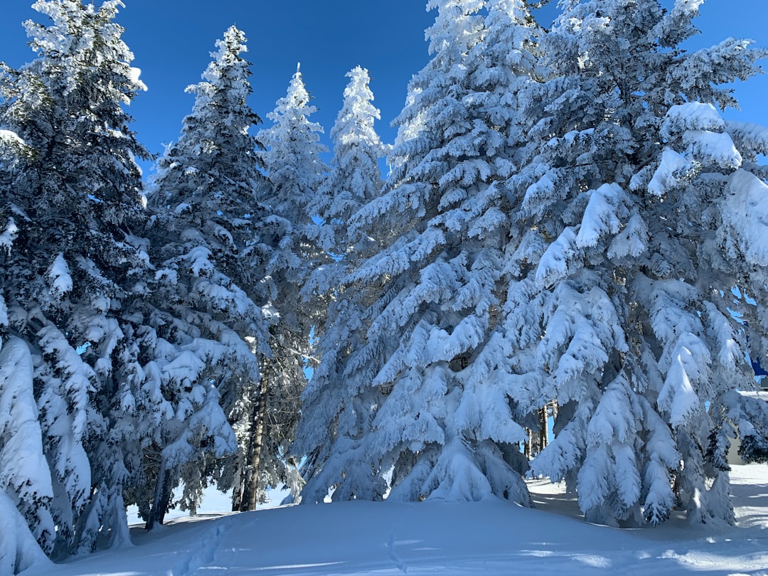 snow covered trees during daytime