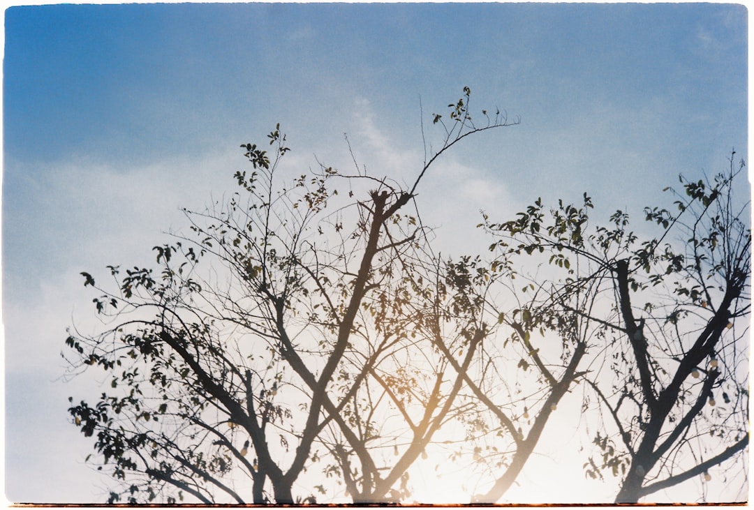 The sun is shining through the branches of a tree