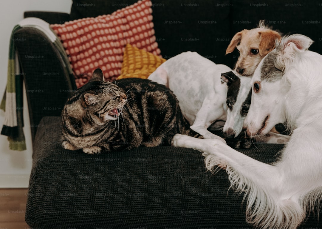 Two dogs and a cat sitting on a couch