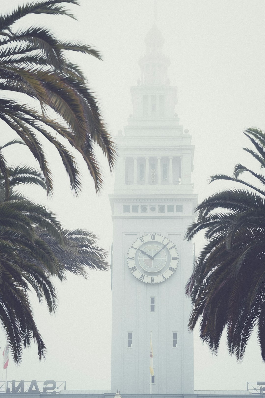 w palm trees in front of clock tower