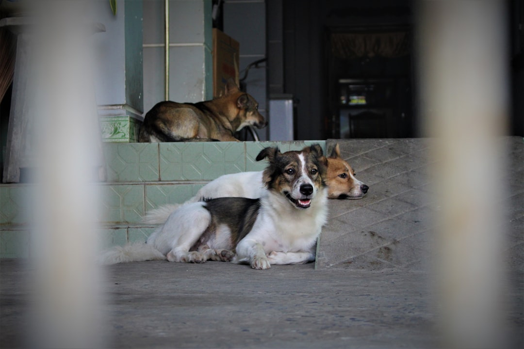 white and brown long coated dog